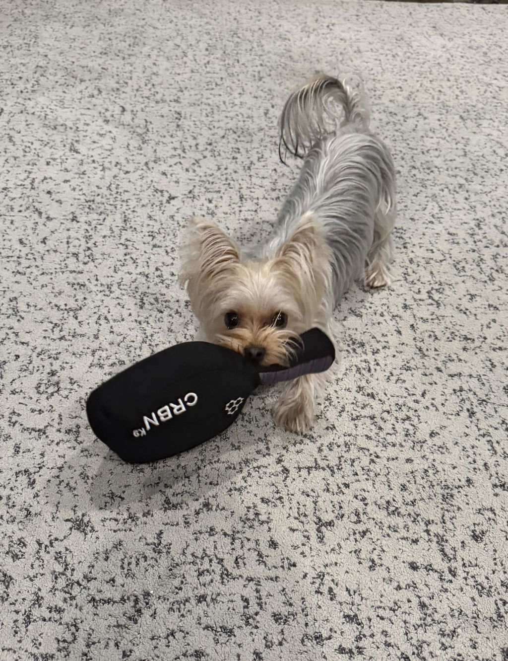 Zu klein für große Hunde
